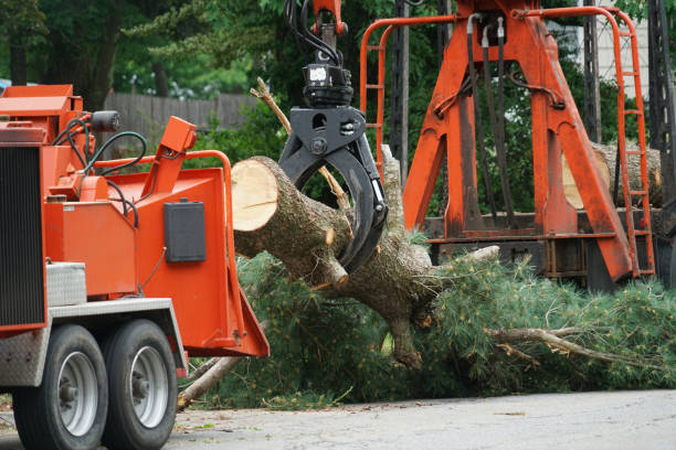 How Our Tree Care Process Works  in  Laurel Hollow, NY