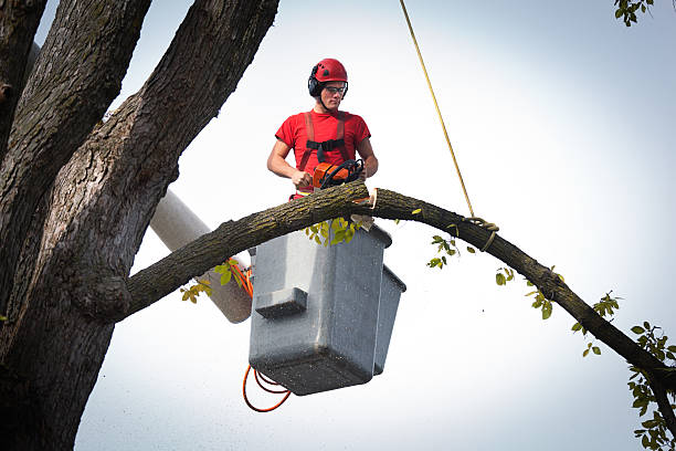 Laurel Hollow, NY Tree Care Services Company